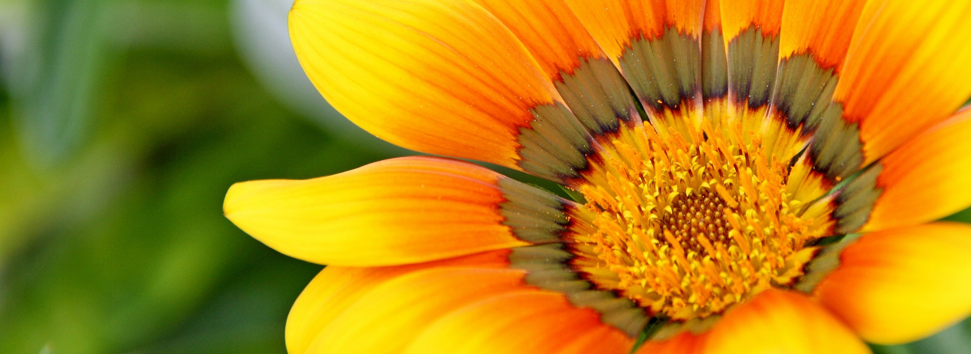 fleur jaune orangée